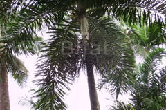 Normanbya normanbyi
